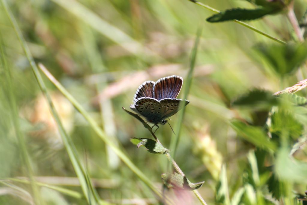 Polyommatus amandus? - No, Plebejus argus